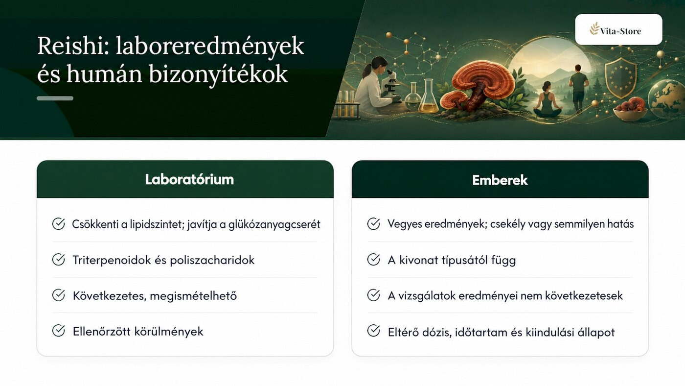 Mit mutatnak a reishivel kapcsolatos laboratóriumi és emberi vizsgálatok?