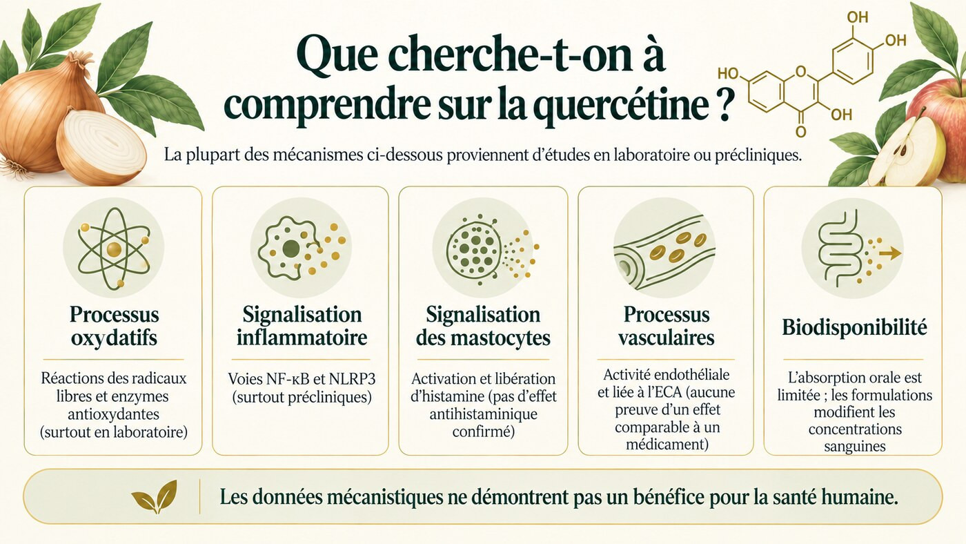 Aperçu des axes de recherche sur la quercétine, surtout étudiés en laboratoire ou en préclinique