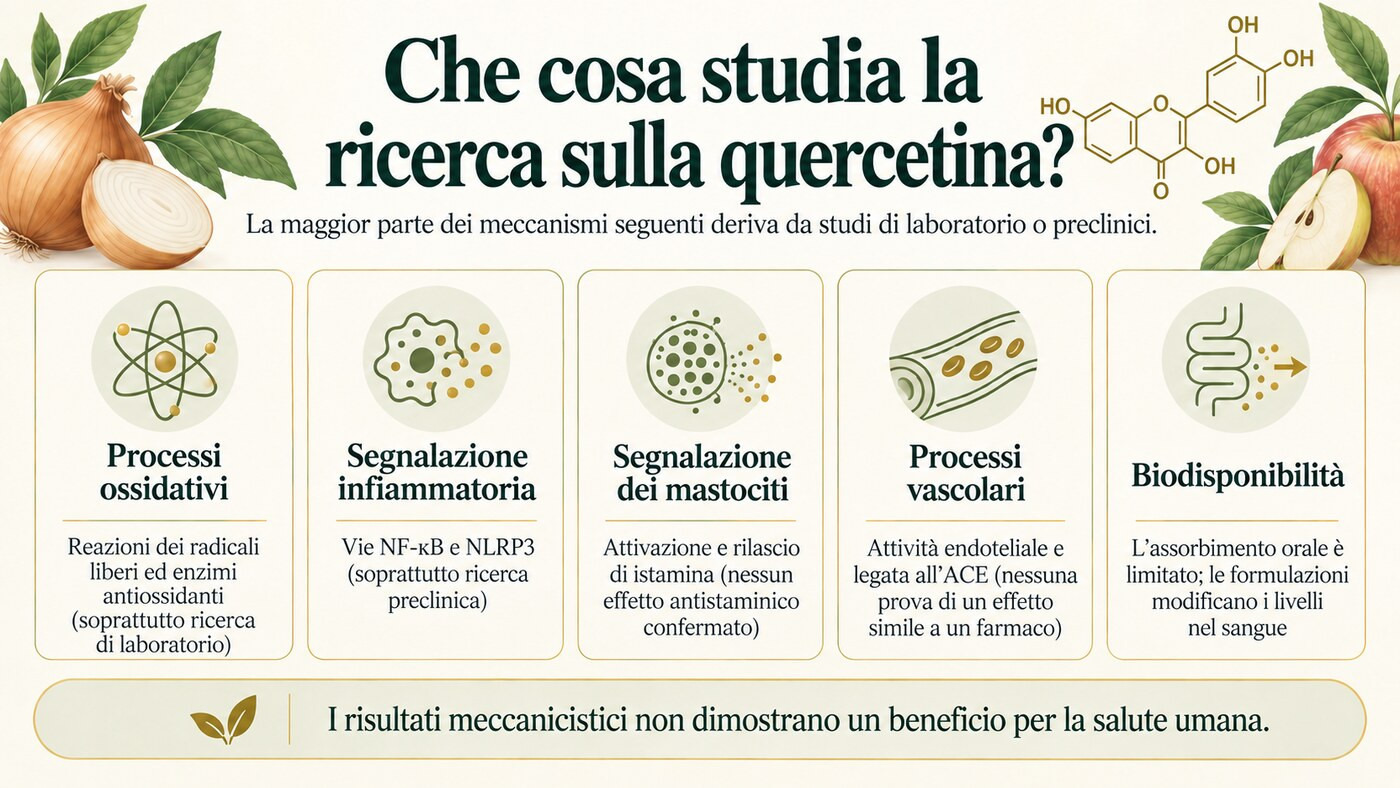 Panoramica degli ambiti di ricerca sulla quercetina, basata soprattutto su studi di laboratorio o preclinici