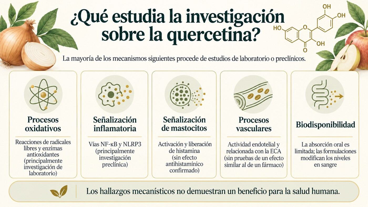 Resumen de las líneas de investigación sobre la quercetina, basadas sobre todo en estudios de laboratorio o preclínicos