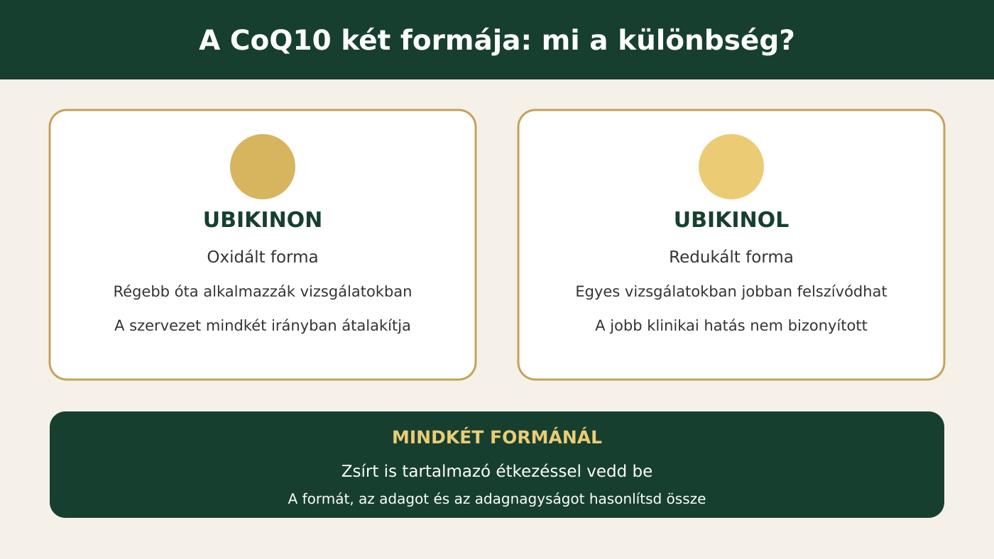 Ubikinon és ubikinol: a CoQ10 két formájának összehasonlítása