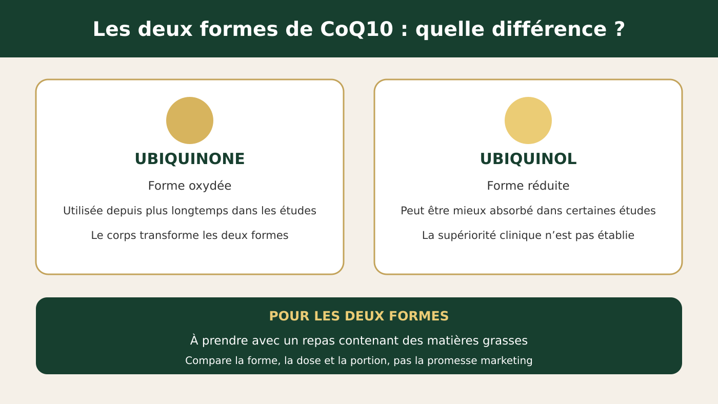 Ubiquinone et ubiquinol : comparaison des deux formes de CoQ10