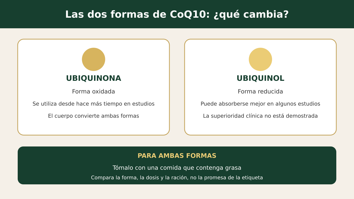 Ubiquinona y ubiquinol: comparación de las dos formas de CoQ10