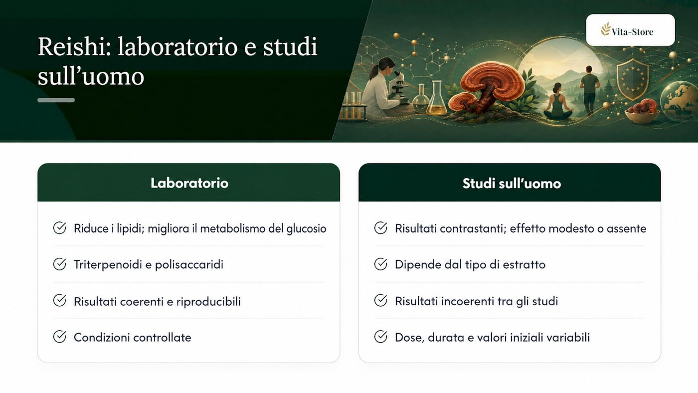Cosa mostrano gli studi di laboratorio e sull’uomo sul reishi