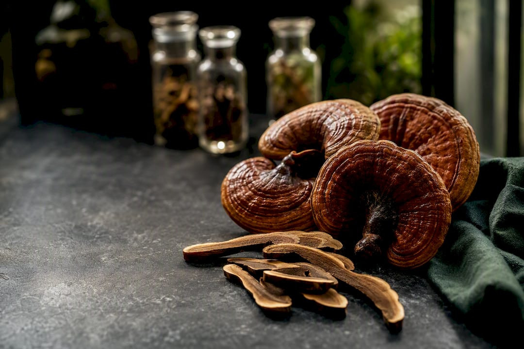 Champignons reishi préparés pour la recherche botanique