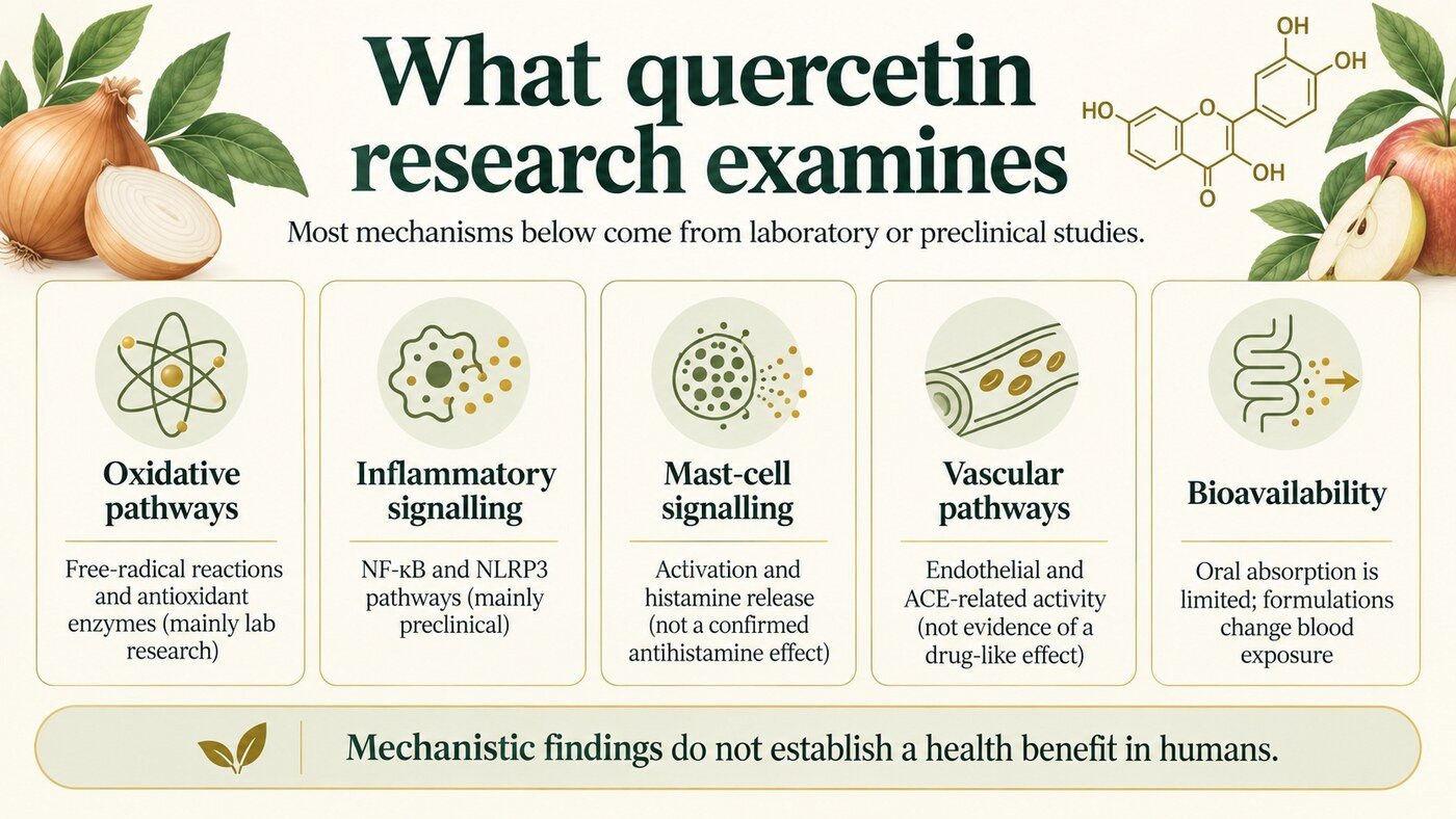 Overview of quercetin research pathways, mostly based on laboratory or preclinical studies