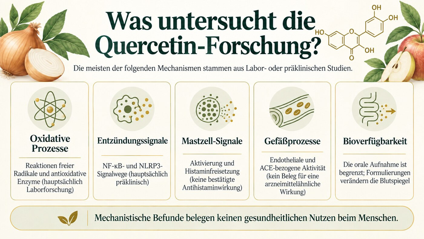 Überblick über Forschungswege zu Quercetin, überwiegend aus Labor- und präklinischen Studien